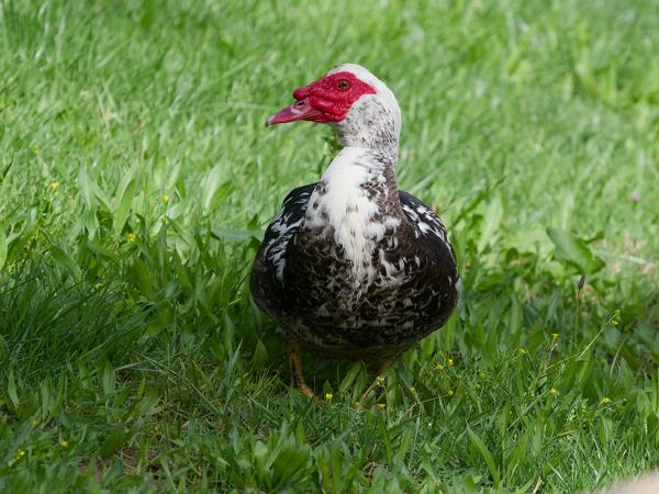 <h3><a href="/trips/extramadura/biota/animalia/chordata/aves/007 anseriformes/003 anatidae/cairina moschata/cairina moschata-nl.html">Cairina&nbsp;moschata</a> / Muscovy&nbsp;duck / Muskuseend</h3>OM-1 Mark II met OLYMPUS M.150-400mm F4.5, 1/2000 sec  bij F4.5, ISO 800, afstand 28&nbsp;m